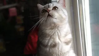 Горячие пушистики лета: Зевс, Анфиса, Твикс и другие участники конкурса от Pro Города