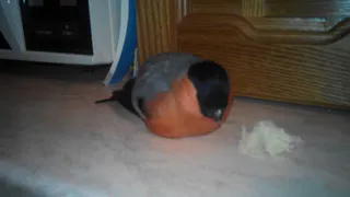 Рязанские ветеринары не хотят лечить больного снегиря