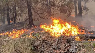 В лесах Рязанской области площадь пожаров выросла втрое до 417,32 га