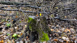 5 декабря в Нижнекамске все еще пройдет без снега
