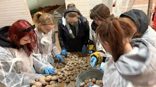 Студенты агротехникума Коми освоили практику сортировки картофельного урожая