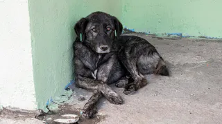 В Петушинском районе проводят отлов безнадзорных животных