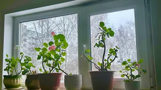 Для цветения герани — обязательно: 1 щепотка в воду — и бутоны лезут как бешеные 