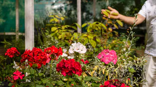 Шикарный сад для ленивых дачников: 9 растений, которые растут сами и выглядят роскошно - чем меньше о них вспоминаешь, тем пышнее цветут