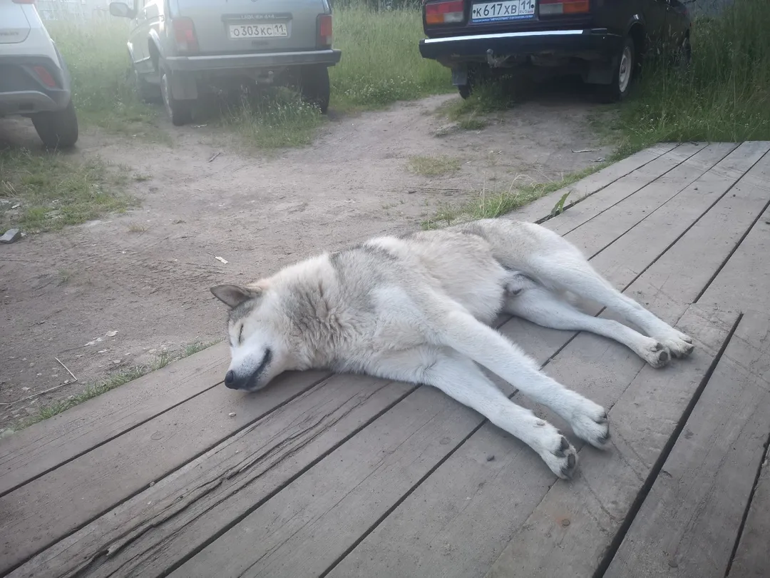 Магнитогорцев приглашают на экскурсию в приют для животных