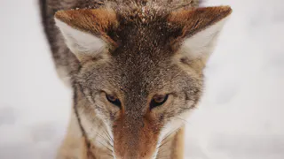 Численность волков в Коми за прошлый год снизилась на 17%