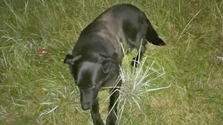 Собака не бросила: под Рязанью пенсионер спасся благодаря “Хатико”