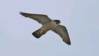 Уралсиб запустил онлайн-трансляцию о жизни сапсанов на крыше банка