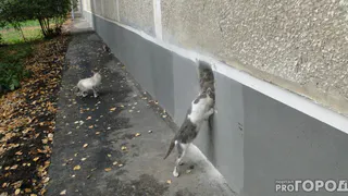 В Уфе жители многоэтажки запретили ломать стены ради спасения котенка