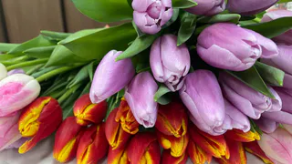 В Челябинскую область завезли зараженные опасными вредителями цветы и фрукты