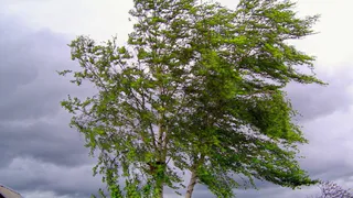 Порывистый ветер: погода в Рязани сильно испортится