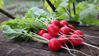 Стало известно, сколько редиса можно съедать в день