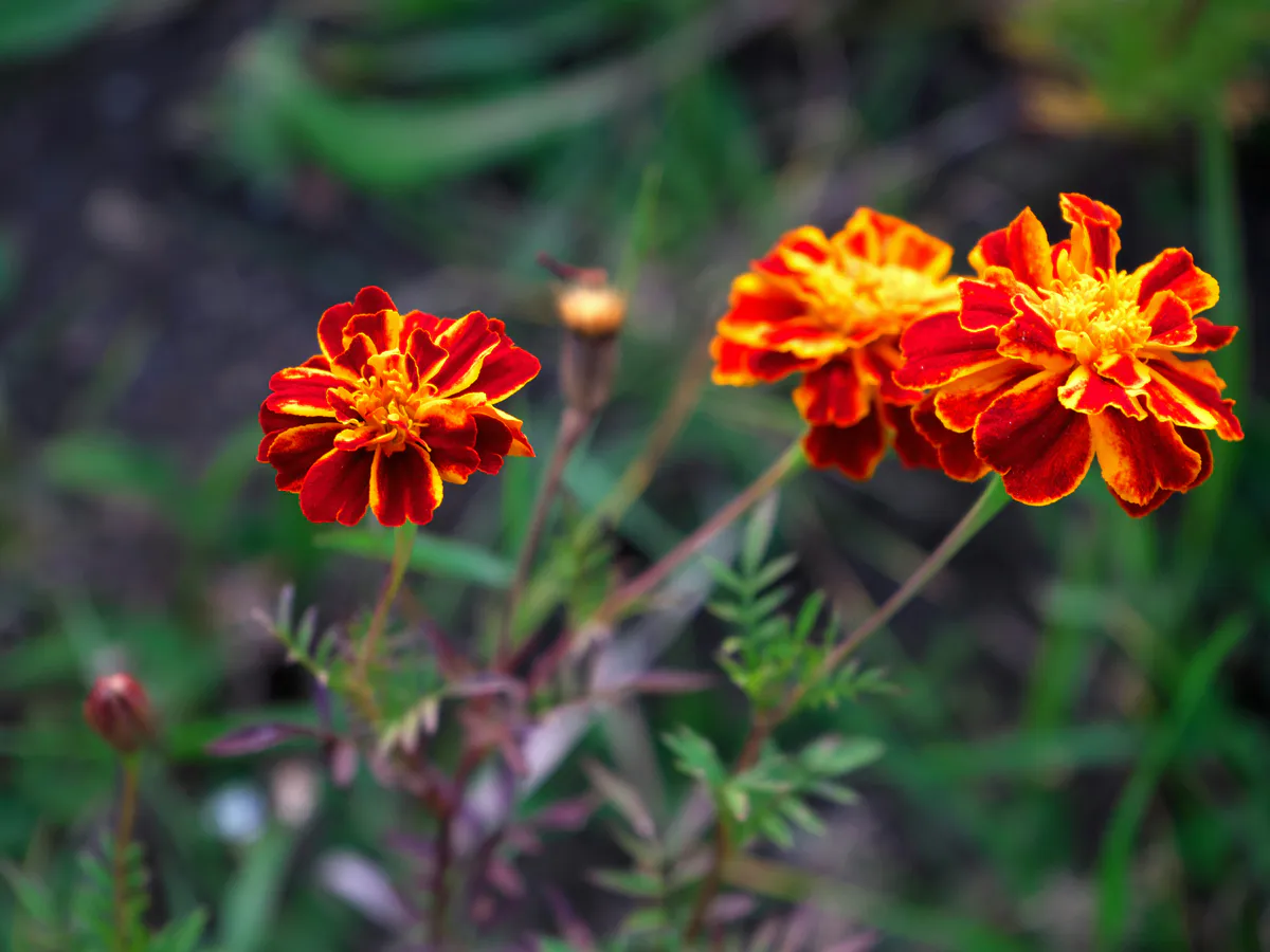 Бархатцы на грядках — вред для урожая: вредят огороду больше, чем насекомые