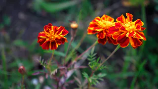 Бархатцы на грядках — вред для урожая: вредят огороду больше, чем насекомые