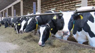 В Татарстане началась бесплатная вакцинация домашнего скота