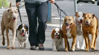 Нижнекамка: «Не можем уснуть из-за собачьего лая!»