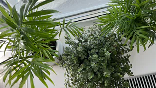 8 растений для кухни, которые её не только украсят, но и будут работать круче вытяжки