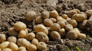 Кладу к корнеплодам — и за урожай картошки не тревожусь: будет храниться вечность даже в квартире — никакого погреба не нужно