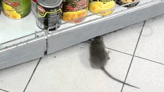 В рязанский супермаркет проник необычный посетитель