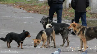 Народный контроль:  на Мичурина снова поселилась стая собак