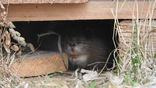 Рязанцы хотят съесть ондатру, которая живет около ТЦ "Круиз"