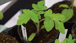 Быстрое прорастание: как эффективно уплотнять семена для сильных всходов