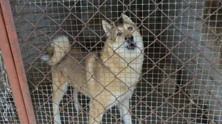 В Рязани пройдут слушания по созданию в городе приюта