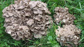 Красная книга Пензенской области будет переиздана в 2024 году