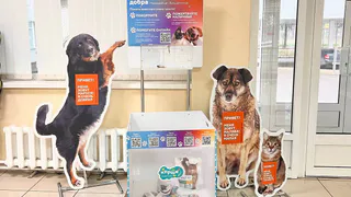 В МФЦ в Нижнекамске появился «Короб добра» для бездомных животных