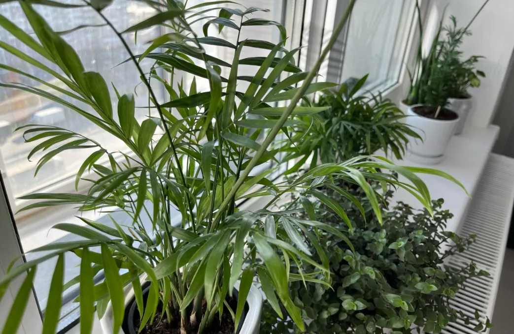 Беру с кухни и поливаю цветы - зимой на подоконнике оранжерея. Никакие удобрения и даром не нужны