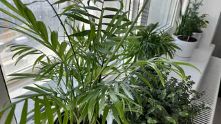 Беру с кухни и поливаю цветы - зимой на подоконнике оранжерея. Никакие удобрения и даром не нужны