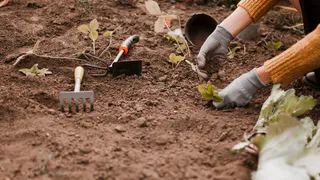 Три ложки на кучу, а ветки превращаются в компост: способ без какой-либо суеты — земля воздушная, как пушок