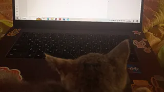 В Госдуме призвали развивать аналоги YouTube в России