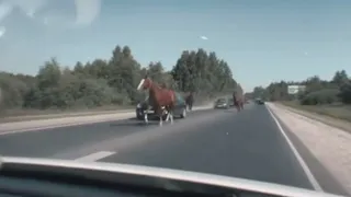 Неожиданный затор: лошади помешали движению на Солотчинском шоссе