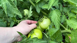 Томатный календарь-2026: названы точные даты посева, чтобы собрать ведро с куста

