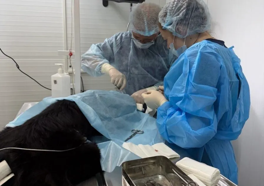 Владимирский хирург спас собаку с тяжелой травмой морды