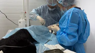 Владимирский хирург спас собаку с тяжелой травмой морды