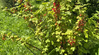 Воткнула под куст смородины — тля испарилась за сутки: даже обрабатывать не пришлось — листья чистые все лето