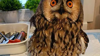 В Нижнекамском районе спасли сову Кузю