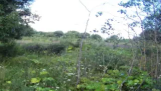 В Муромском округе вернули к жизни заброшенный сельхозучасток