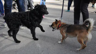 Собачья площадка - ограда появится после первой крови