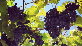 Эта ягода — самая вредная: а мы покупаем ее как лакомство, еще и детей принуждаем есть