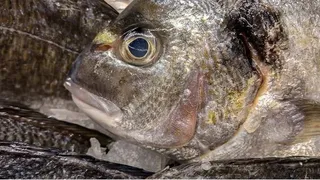 В этой рыбе нашли 10-метровых червей: мы ее подаем на стол и даем детям