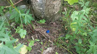 В Сыктывкаре задержали наркодилера с крупной партией запрещенных веществ