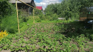 Насекомые и болезни исчезнут с участка в считаные минуты: обработайте растения этими средствами и не переживайте за урожайность