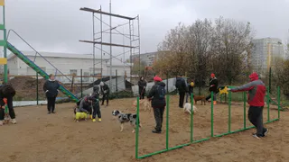 В сыктывкарской Орбите открылась площадка для выгула собак