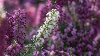 Роскошный лиловый фонтан из ароматных гирлянд весь сезон: легкий в уходе кустарник будет расти везде и не потребует много внимания