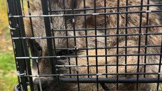 В окрестностях Гусь-Хрустального спасли енотовидную собаку