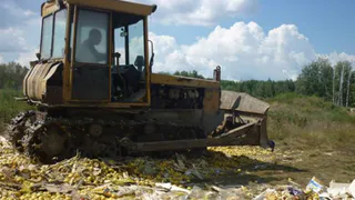 Чилийский виноград, яблоки и помидоры пошли под гусеницы брянского трактора