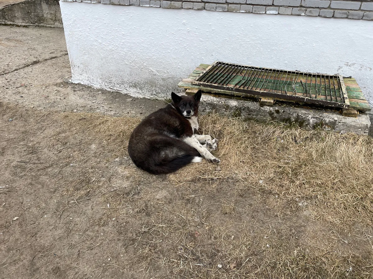 В Челябинской области собака на самовыгуле напала на школьника: прокуратура начала проверку